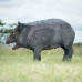 Wildcrete Javelina